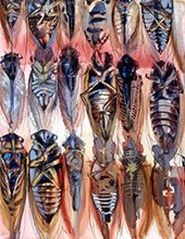 Soldiers of the Apocolypse